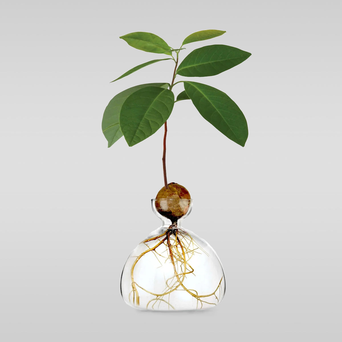 Polished Decorative Vase for Everyday Home Styling - Image 11