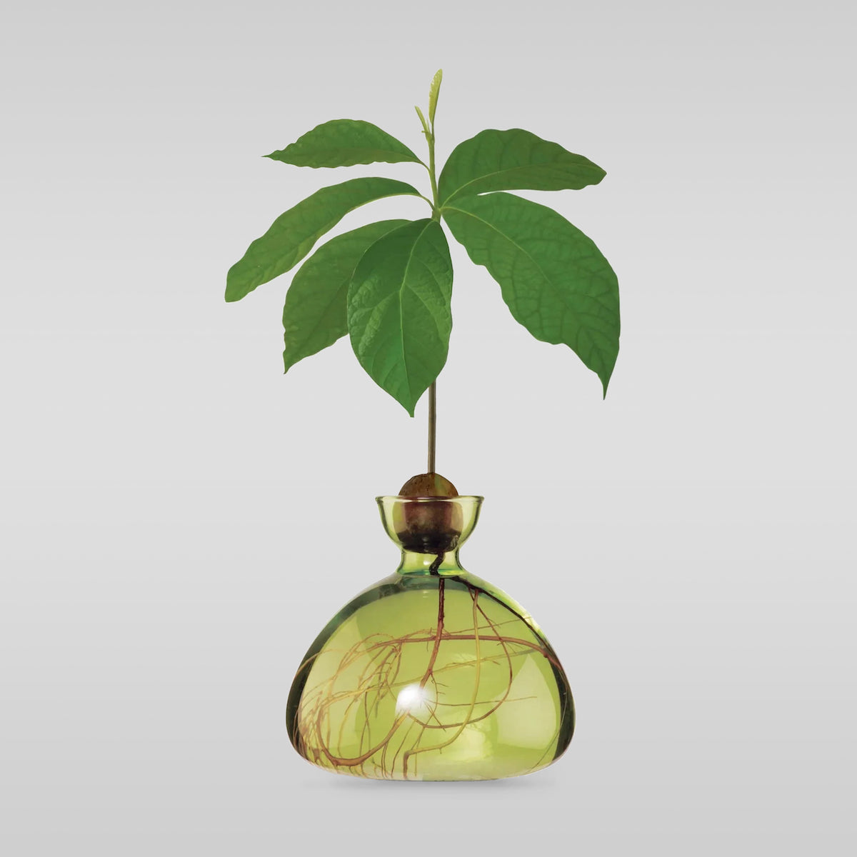Polished Decorative Vase for Everyday Home Styling - Image 6